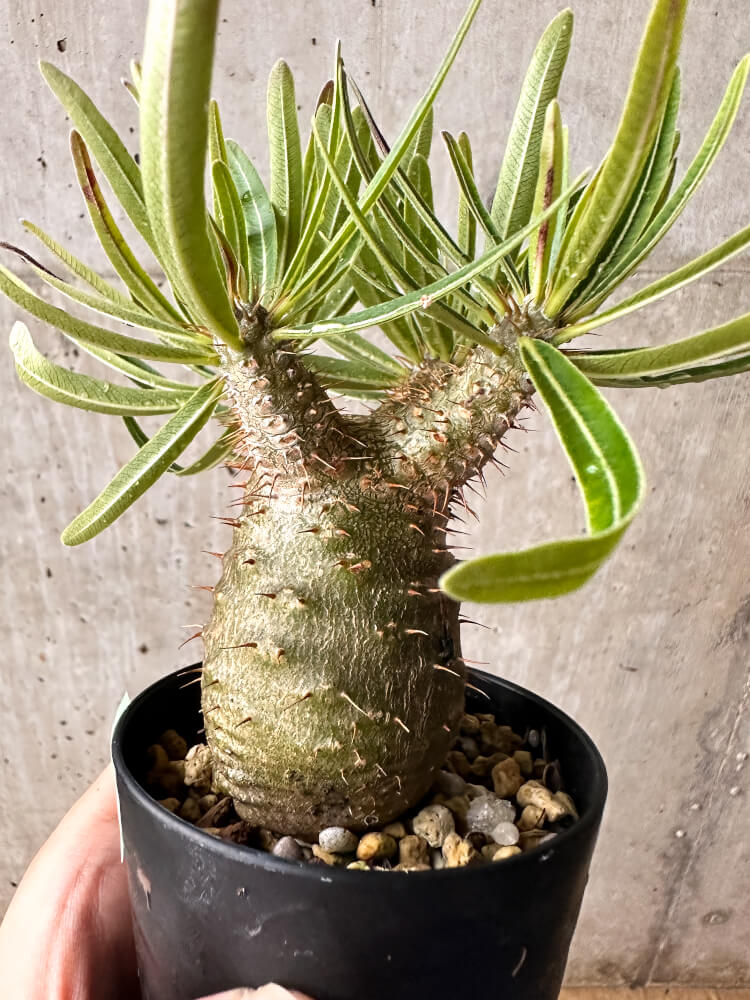 【現品限り】パキポディウム・グラキリス コレクション 実生【F54】 Pachypodium gracilius