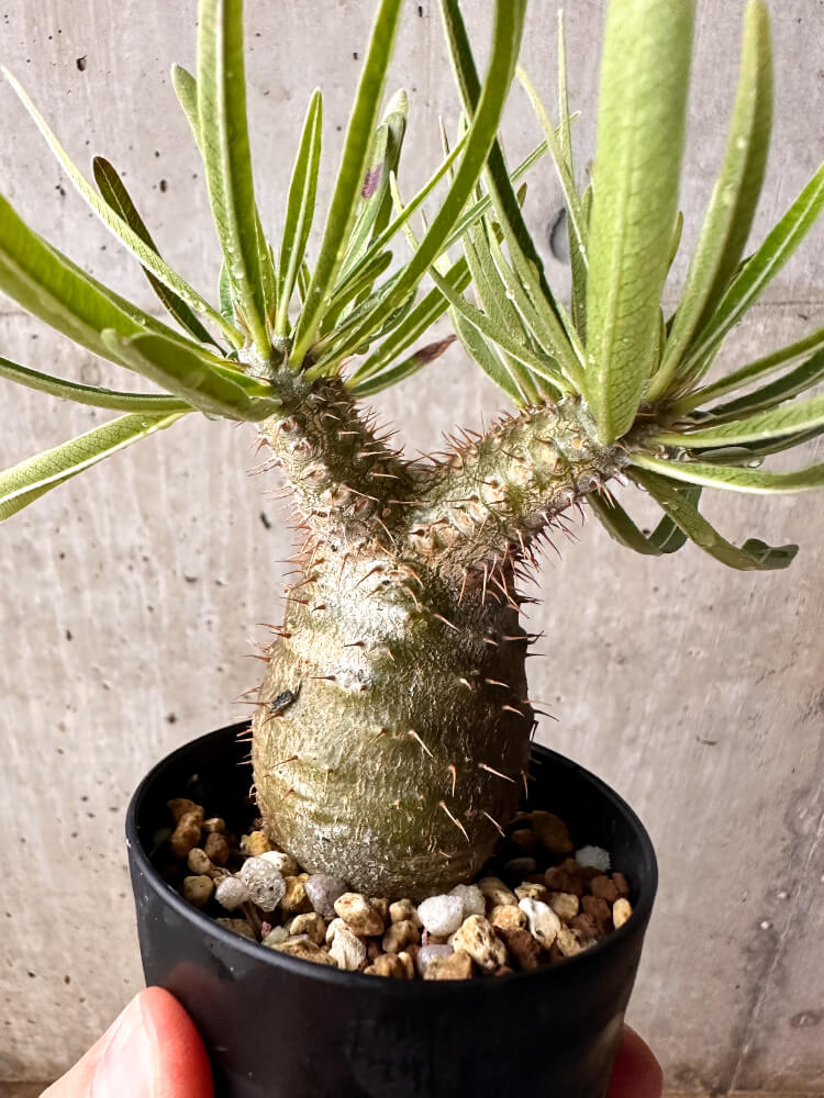 【現品限り】パキポディウム・グラキリス コレクション 実生【F54】 Pachypodium gracilius