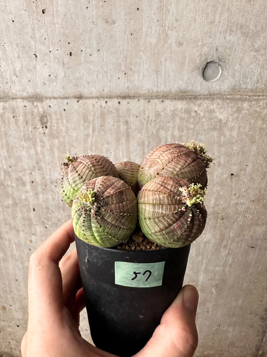 【現品限り】ユーフォルビア・オベサ 多頭【F57】 Euphorbia obesa