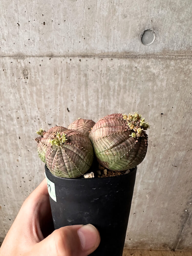 【現品限り】ユーフォルビア・オベサ 多頭【F57】 Euphorbia obesa