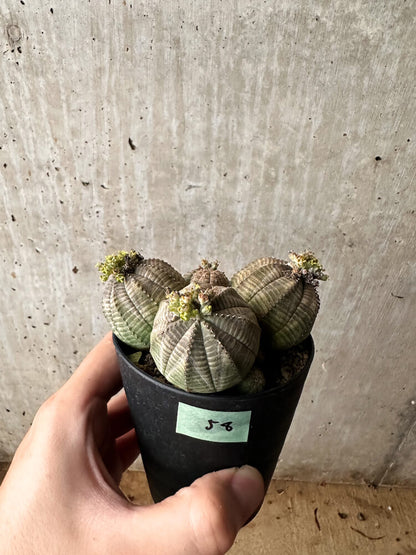 【現品限り】ユーフォルビア・オベサ 多頭【F58】 Euphorbia obesa
