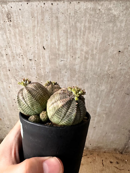 【現品限り】ユーフォルビア・オベサ 多頭【F58】 Euphorbia obesa