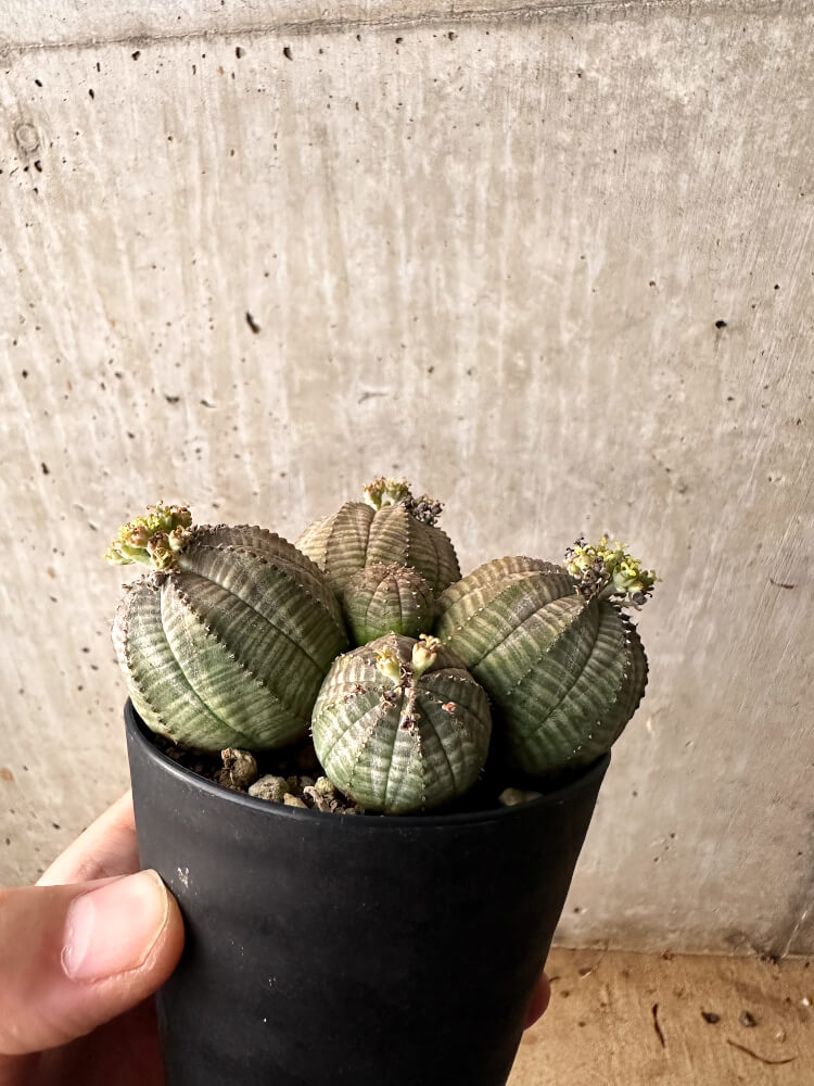 【現品限り】ユーフォルビア・オベサ 多頭【F58】 Euphorbia obesa