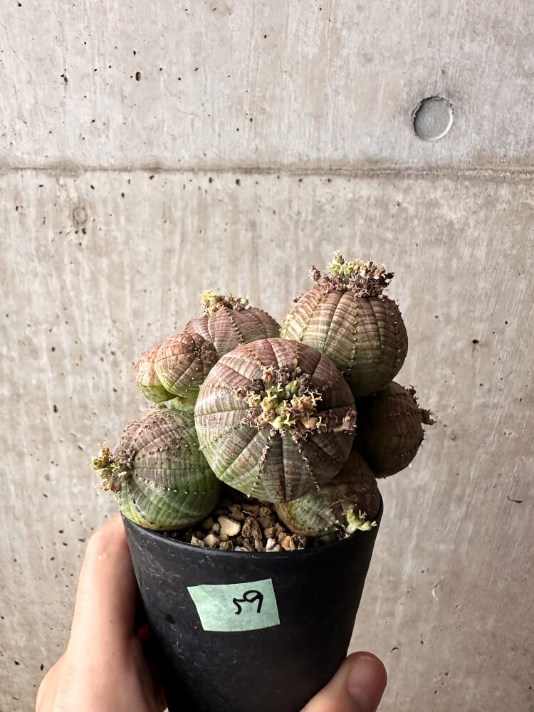 現品限り】ユーフォルビア・オベサ 多頭【F59】 Euphorbia obesa 塊根