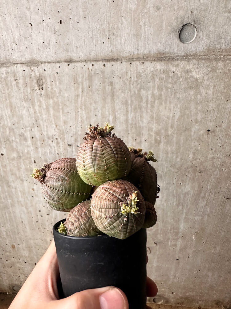 現品限り】ユーフォルビア・オベサ 多頭【F59】 Euphorbia obesa 塊根