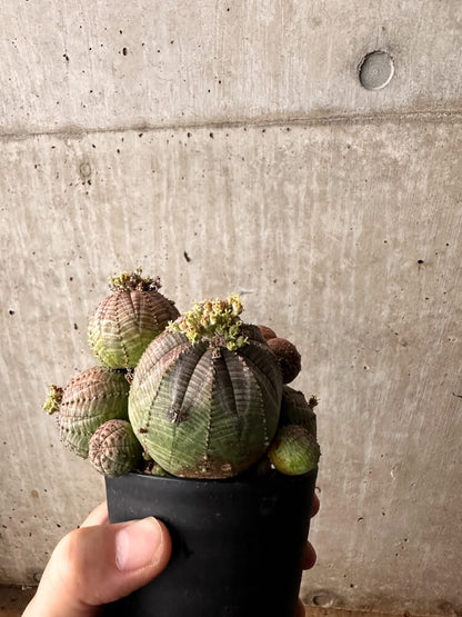 【現品限り】ユーフォルビア・オベサ 多頭【F59】 Euphorbia obesa
