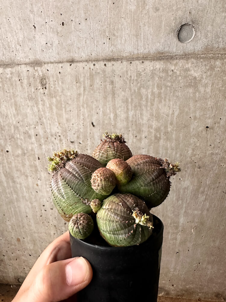 現品限り】ユーフォルビア・オベサ 多頭【F59】 Euphorbia obesa 塊根