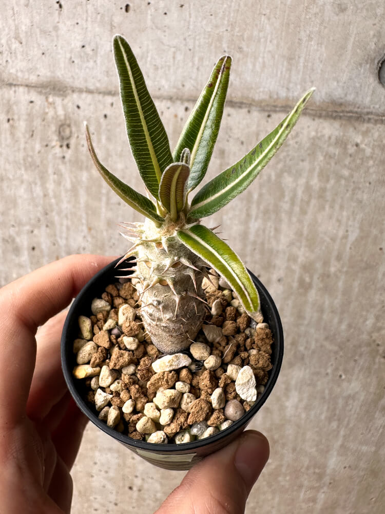 現品限り】パキポディウム・カクチペス【F5】 Pachypodium cactipes