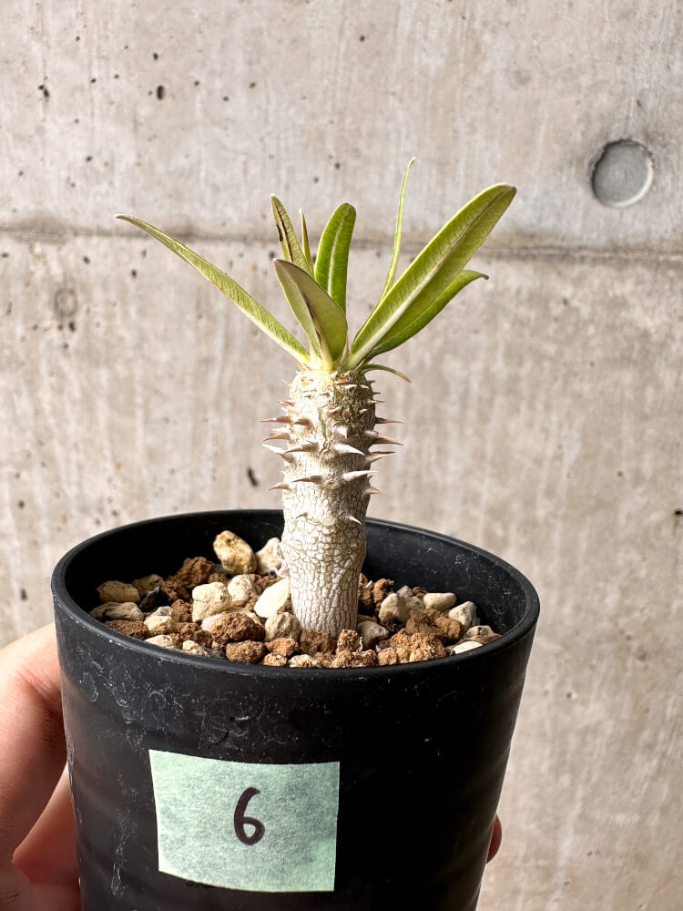 現品限り】パキポディウム・イノピナーツム【F6】 Pachypodium