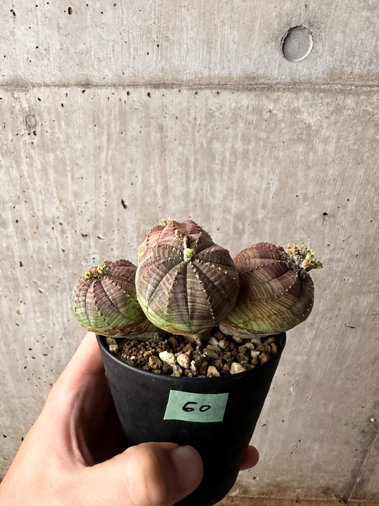 現品限り】ユーフォルビア・オベサ 多頭【F60】 Euphorbia obesa 塊根
