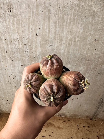 【現品限り】ユーフォルビア・オベサ 多頭【F60】 Euphorbia obesa