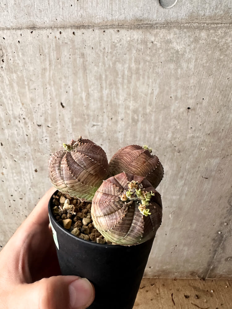 【現品限り】ユーフォルビア・オベサ 多頭【F60】 Euphorbia obesa