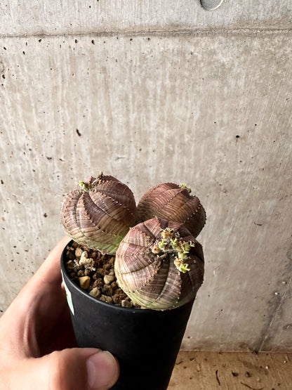 【現品限り】ユーフォルビア・オベサ 多頭【F60】 Euphorbia obesa