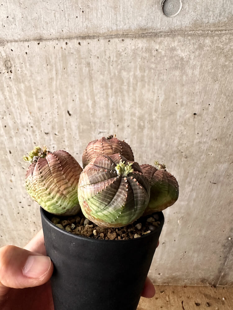 【現品限り】ユーフォルビア・オベサ 多頭【F60】 Euphorbia obesa