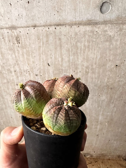 【現品限り】ユーフォルビア・オベサ 多頭【F60】 Euphorbia obesa