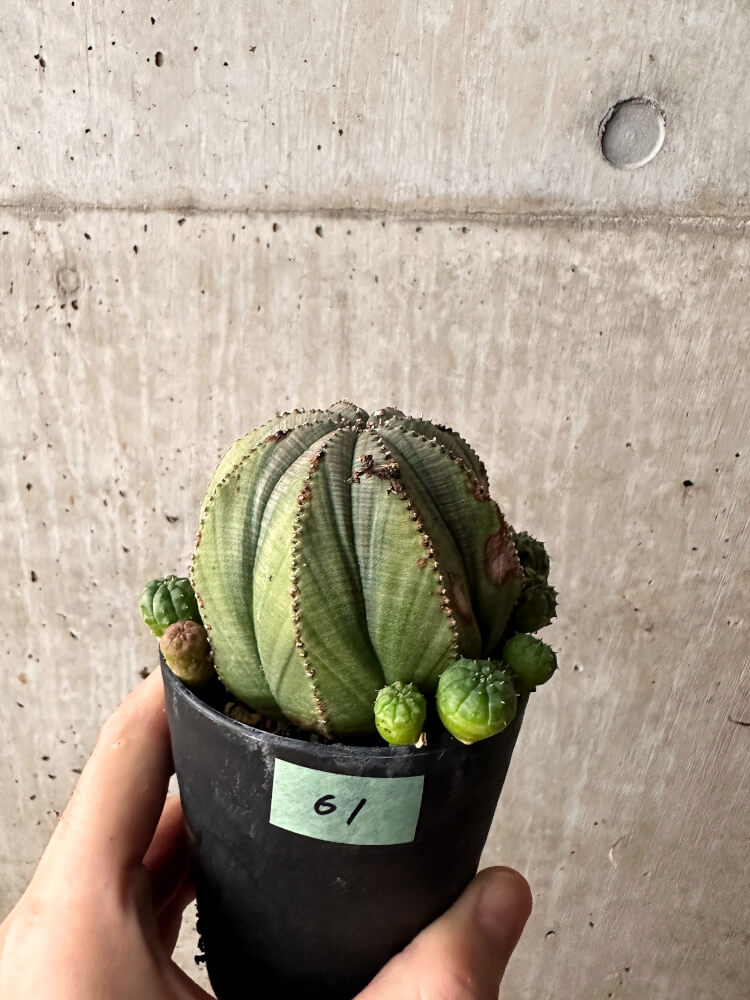 【現品限り】ユーフォルビア・オベサ 大株 周りはこぼれ種から【F61】 Euphorbia obesa