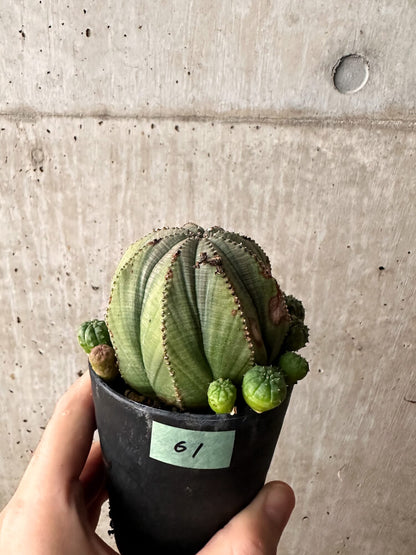 【現品限り】ユーフォルビア・オベサ 大株 周りはこぼれ種から【F61】 Euphorbia obesa
