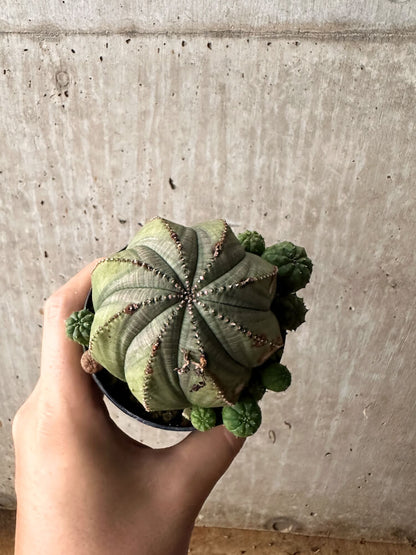 【現品限り】ユーフォルビア・オベサ 大株 周りはこぼれ種から【F61】 Euphorbia obesa