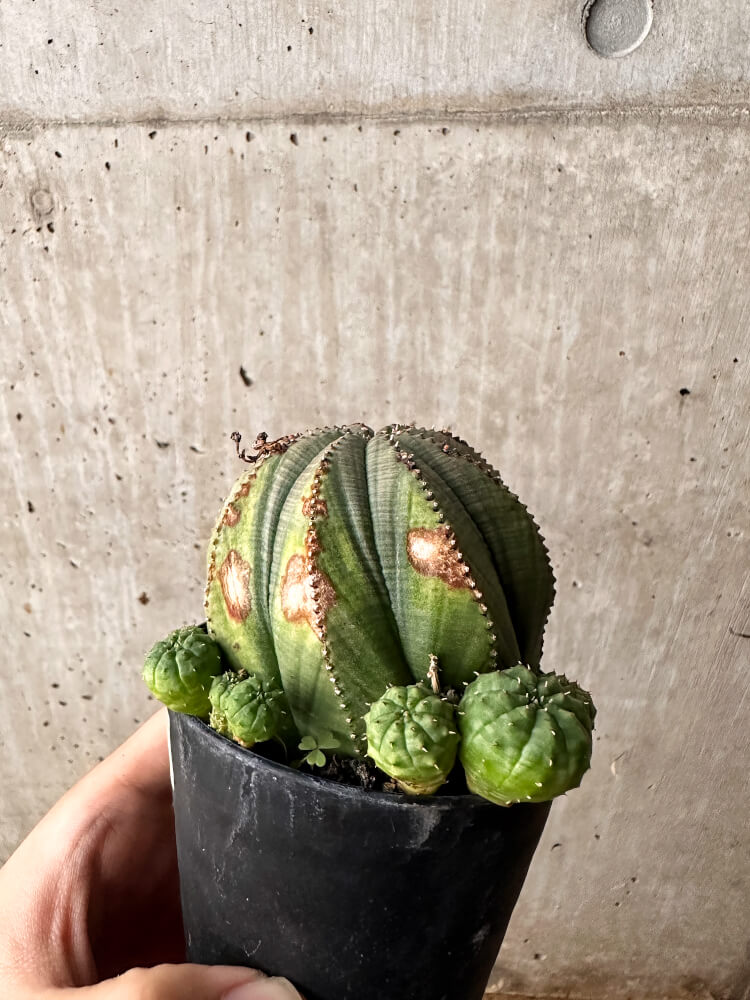 【現品限り】ユーフォルビア・オベサ 大株 周りはこぼれ種から【F61】 Euphorbia obesa