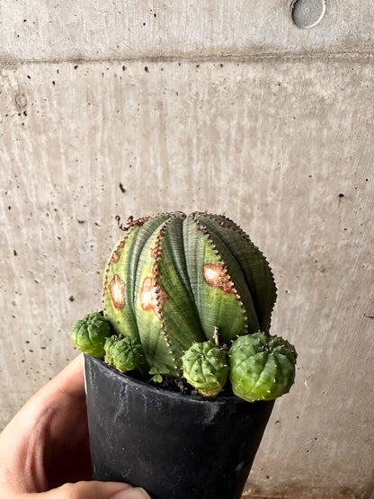 【現品限り】ユーフォルビア・オベサ 大株 周りはこぼれ種から【F61】 Euphorbia obesa