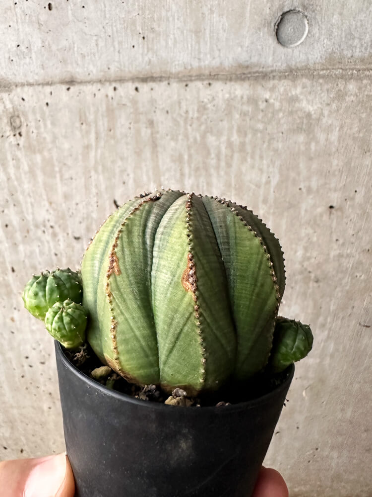 【現品限り】ユーフォルビア・オベサ 大株 周りはこぼれ種から【F61】 Euphorbia obesa