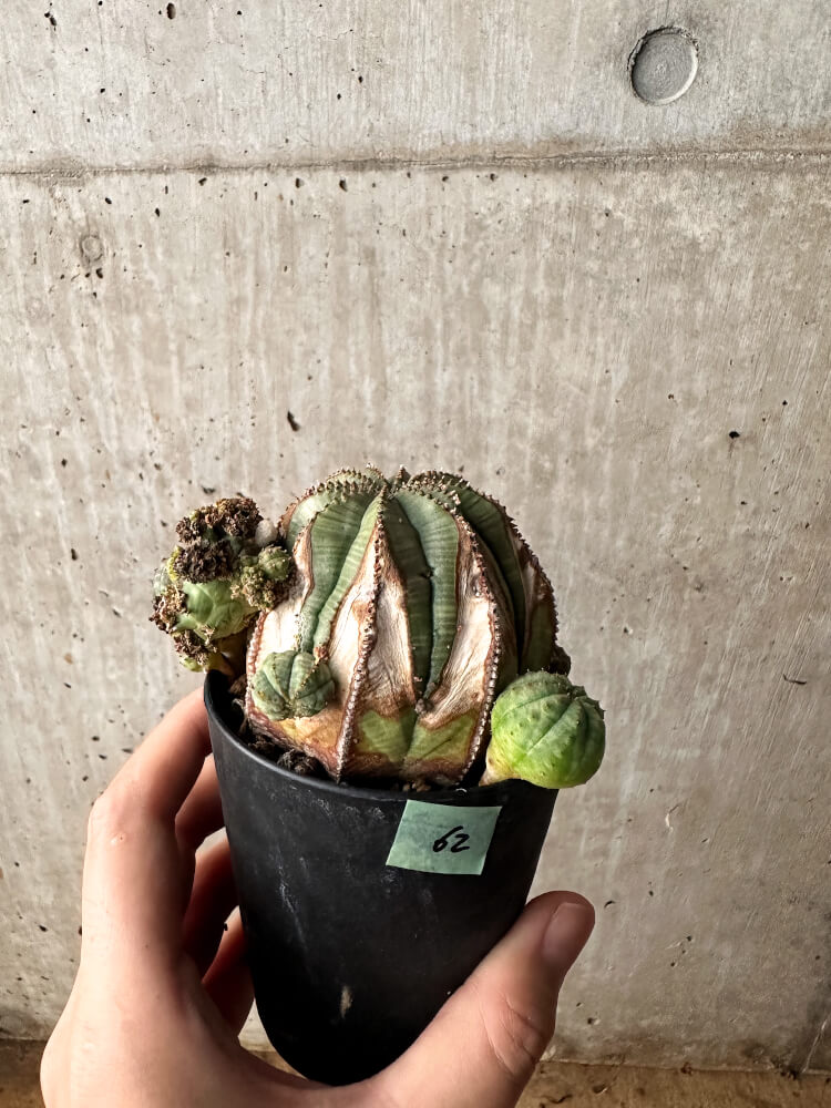 【現品限り】ユーフォルビア・オベサ 大株 周りはこぼれ種から【F62】 Euphorbia obesa