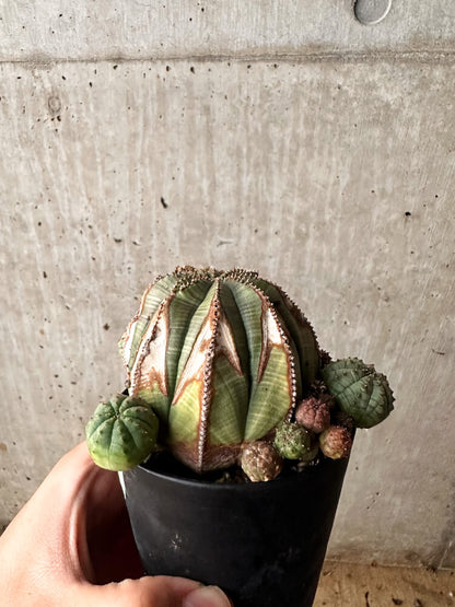 【現品限り】ユーフォルビア・オベサ 大株 周りはこぼれ種から【F62】 Euphorbia obesa
