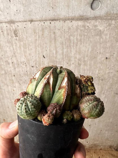【現品限り】ユーフォルビア・オベサ 大株 周りはこぼれ種から【F62】 Euphorbia obesa