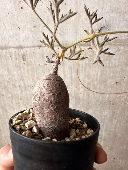 【現品限り】キフォステンマ・モンタグナッキー 輸入後２年以上管理【F63】 Cyphostemma montagnacii