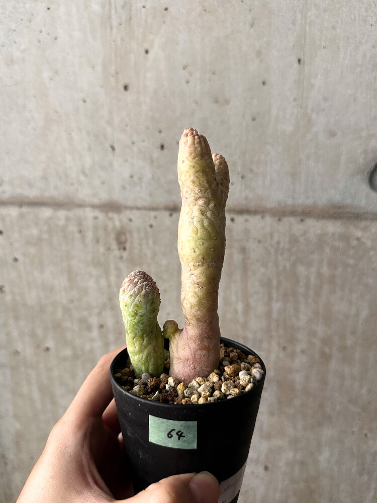 【現品限り】ラブラニア・ハーグネラエ 綴化 コレクション【F64】 Lavrania haagnerae