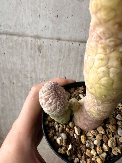 【現品限り】ラブラニア・ハーグネラエ 綴化 コレクション【F64】 Lavrania haagnerae