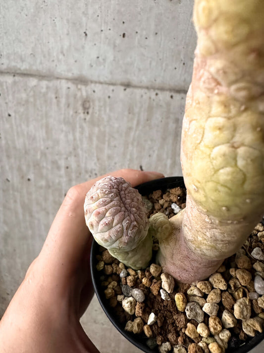 【現品限り】ラブラニア・ハーグネラエ 綴化 コレクション【F64】 Lavrania haagnerae