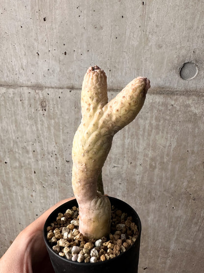 【現品限り】ラブラニア・ハーグネラエ 綴化 コレクション【F64】 Lavrania haagnerae