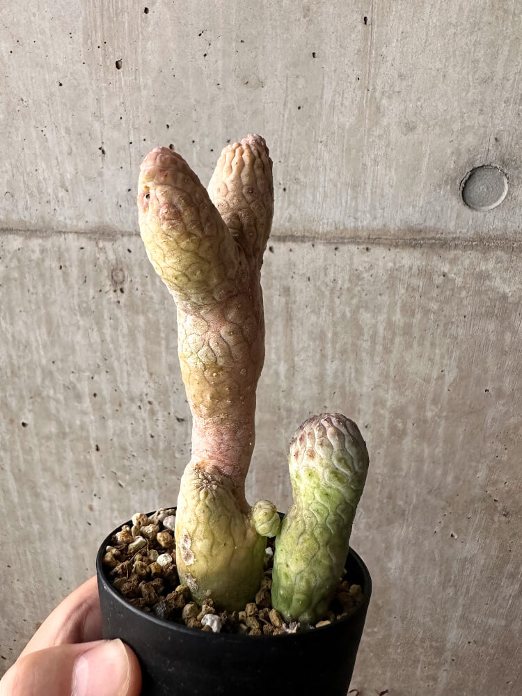 【現品限り】ラブラニア・ハーグネラエ 綴化 コレクション【F64】 Lavrania haagnerae