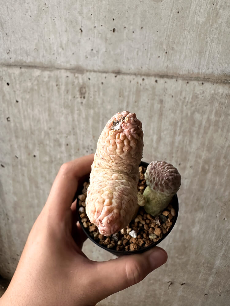 【現品限り】ラブラニア・ハーグネラエ 綴化 コレクション【F64】 Lavrania haagnerae