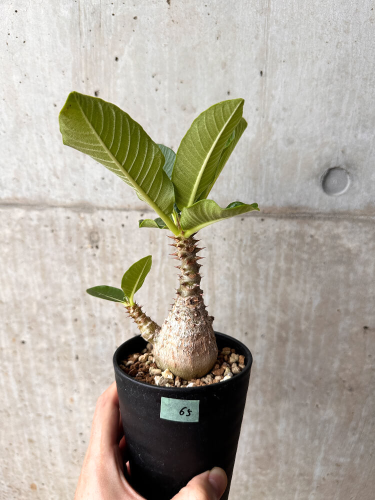 【現品限り】パキポディウム・ウィンゾリー 大株 実生【F65】 Pachypodium windsorii