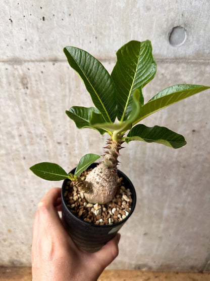 【現品限り】パキポディウム・ウィンゾリー 大株 実生【F65】 Pachypodium windsorii
