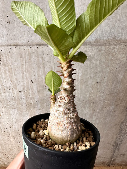 【現品限り】パキポディウム・ウィンゾリー 大株 実生【F65】 Pachypodium windsorii