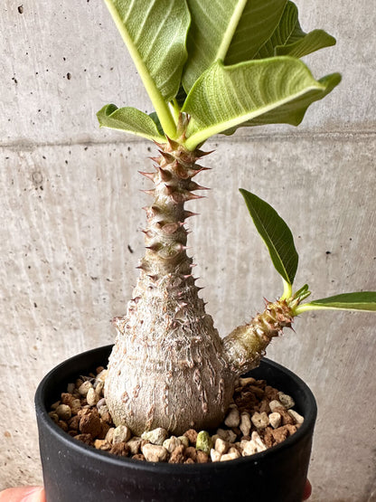 【現品限り】パキポディウム・ウィンゾリー 大株 実生【F65】 Pachypodium windsorii