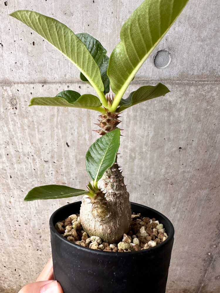 【現品限り】パキポディウム・ウィンゾリー 大株 実生【F65】 Pachypodium windsorii