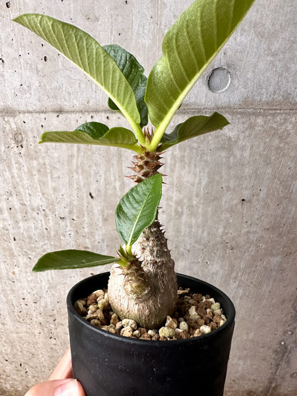 【現品限り】パキポディウム・ウィンゾリー 大株 実生【F65】 Pachypodium windsorii