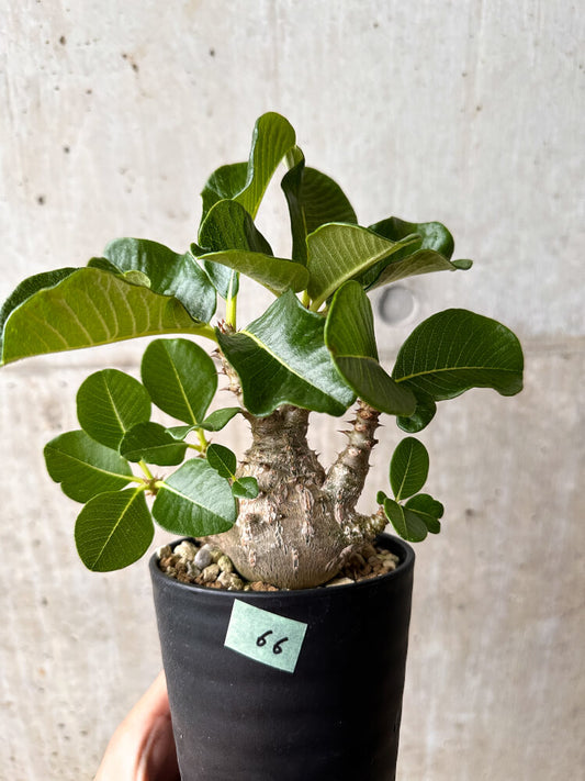 【現品限り】パキポディウム・ウィンゾリー 大株 実生【F66】 Pachypodium windsorii