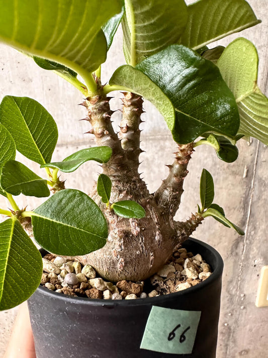 【現品限り】パキポディウム・ウィンゾリー 大株 実生【F66】 Pachypodium windsorii