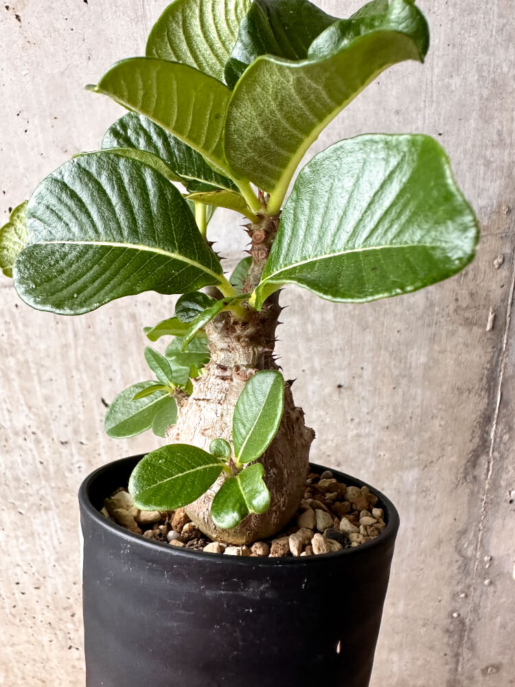 【現品限り】パキポディウム・ウィンゾリー 大株 実生【F66】 Pachypodium windsorii