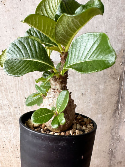 【現品限り】パキポディウム・ウィンゾリー 大株 実生【F66】 Pachypodium windsorii