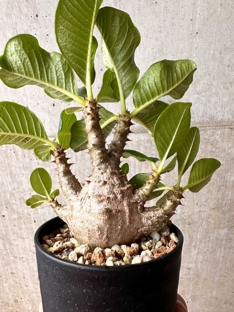 【現品限り】パキポディウム・ウィンゾリー 大株 実生【F66】 Pachypodium windsorii