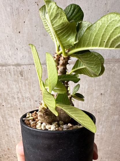 【現品限り】パキポディウム・ウィンゾリー 大株 実生【F66】 Pachypodium windsorii