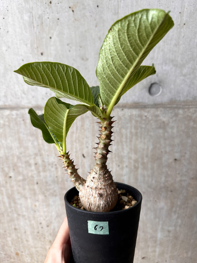 【現品限り】パキポディウム・ウィンゾリー 大株 実生【F67】 Pachypodium windsorii