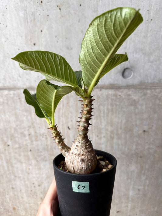 【現品限り】パキポディウム・ウィンゾリー 大株 実生【F67】 Pachypodium windsorii