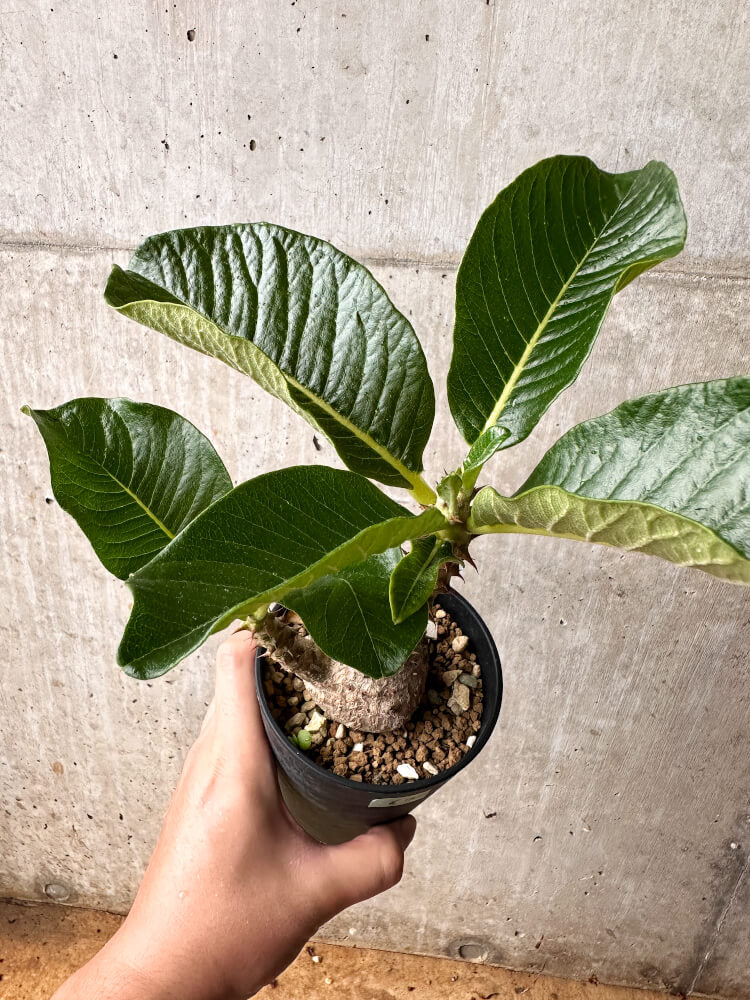 【現品限り】パキポディウム・ウィンゾリー 大株 実生【F67】 Pachypodium windsorii